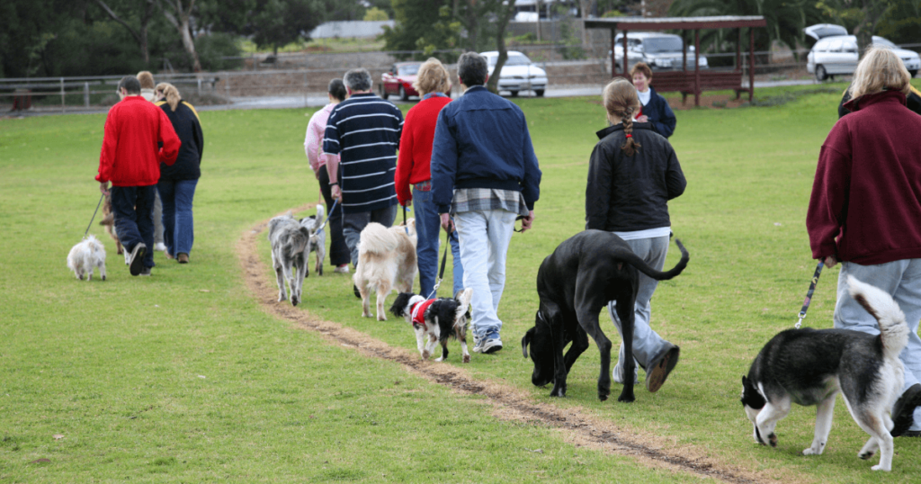 BEST DOG TRAINING IN NORTH YORK